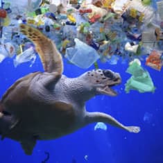 Kilpikonna muovimeressä.