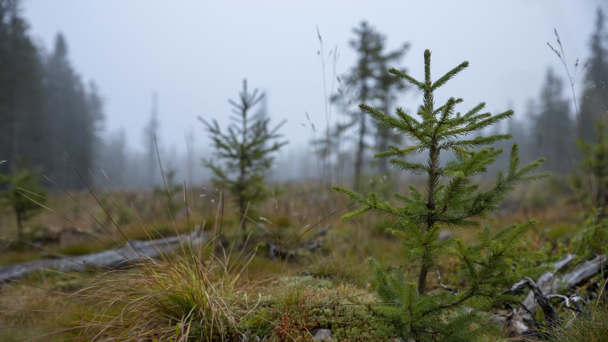 Taimia hekkuuaukealla.
