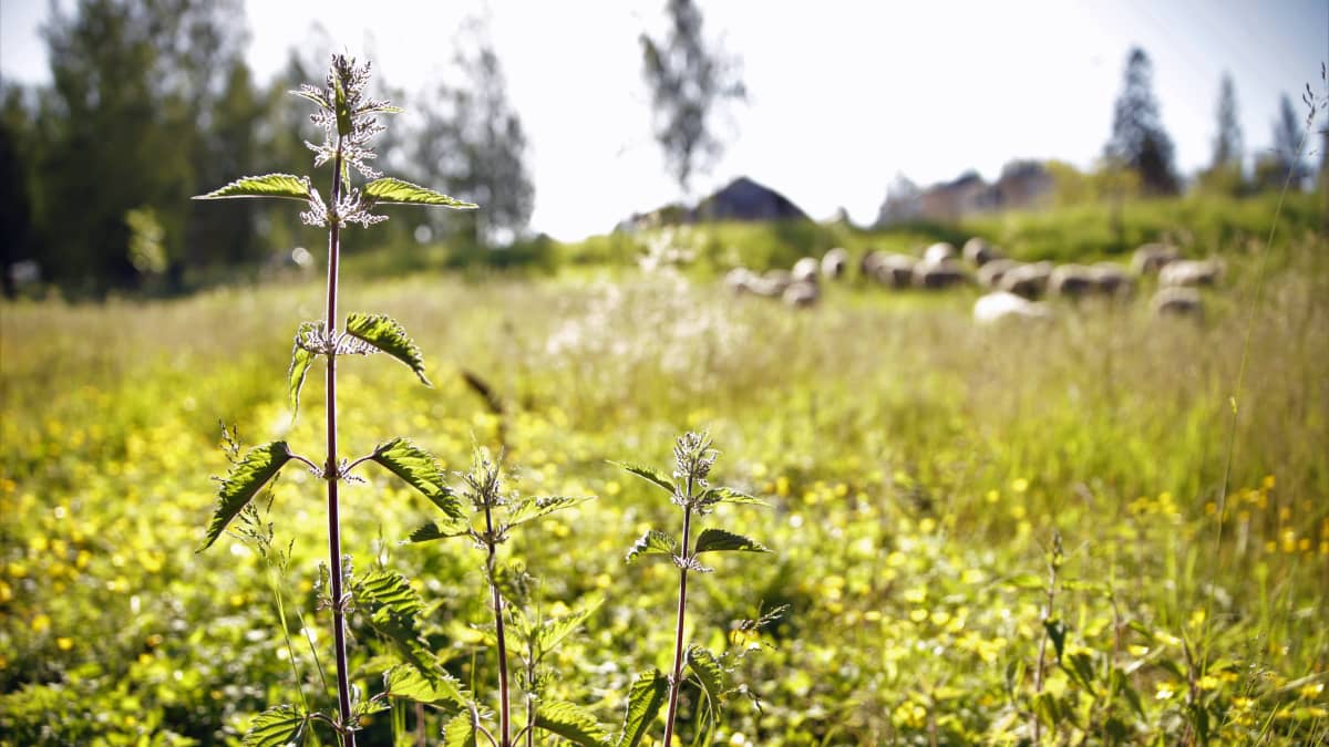 Nokkonen lammaslaitumella