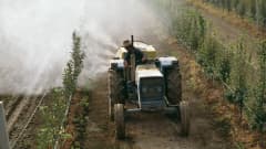 Mies ajaa traktoria ruiskuttaen hyönteismyrkkyä hedelmäpuille.