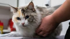 yleiskuva - Ruusu -niminen ragdoll-kissa eläinsairaalan hoitopöydällä.