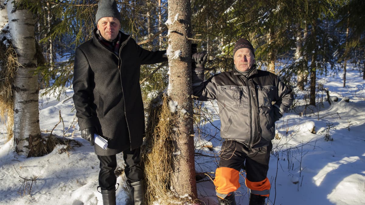 Yrittäjä Veijo Tirkkonen ja metsätalousyrittäjä Tero Räsänen nojailevat puuhun.