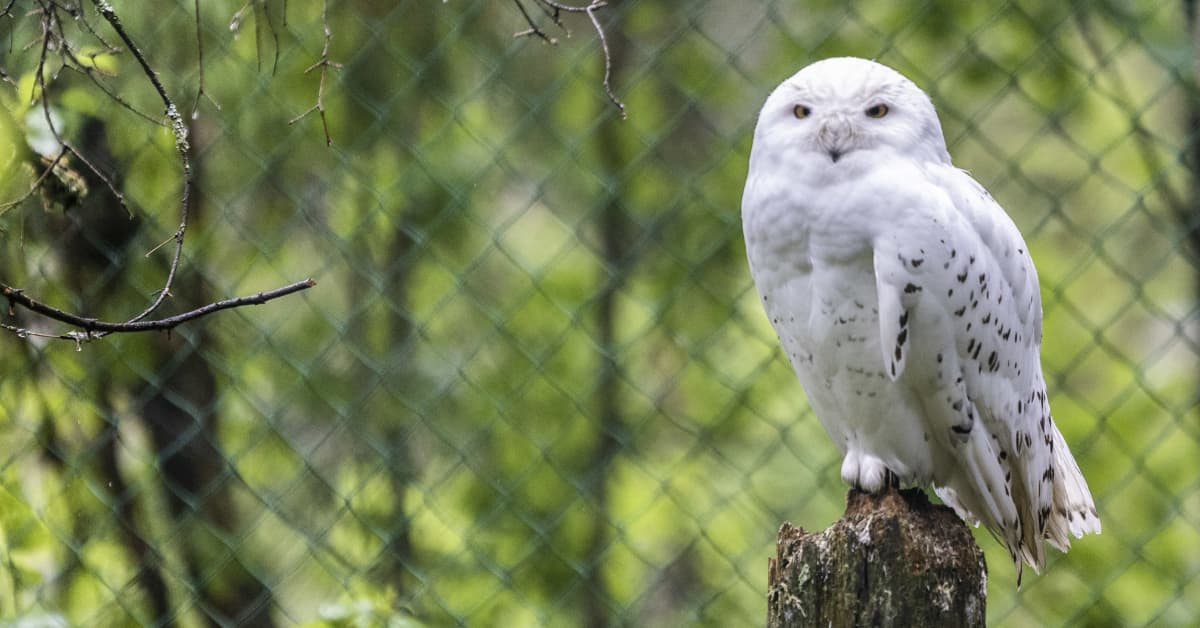 Tunturipöllö kuoli sukupuuttoon Ruotsissa – sama uhka väijyy Suomessa