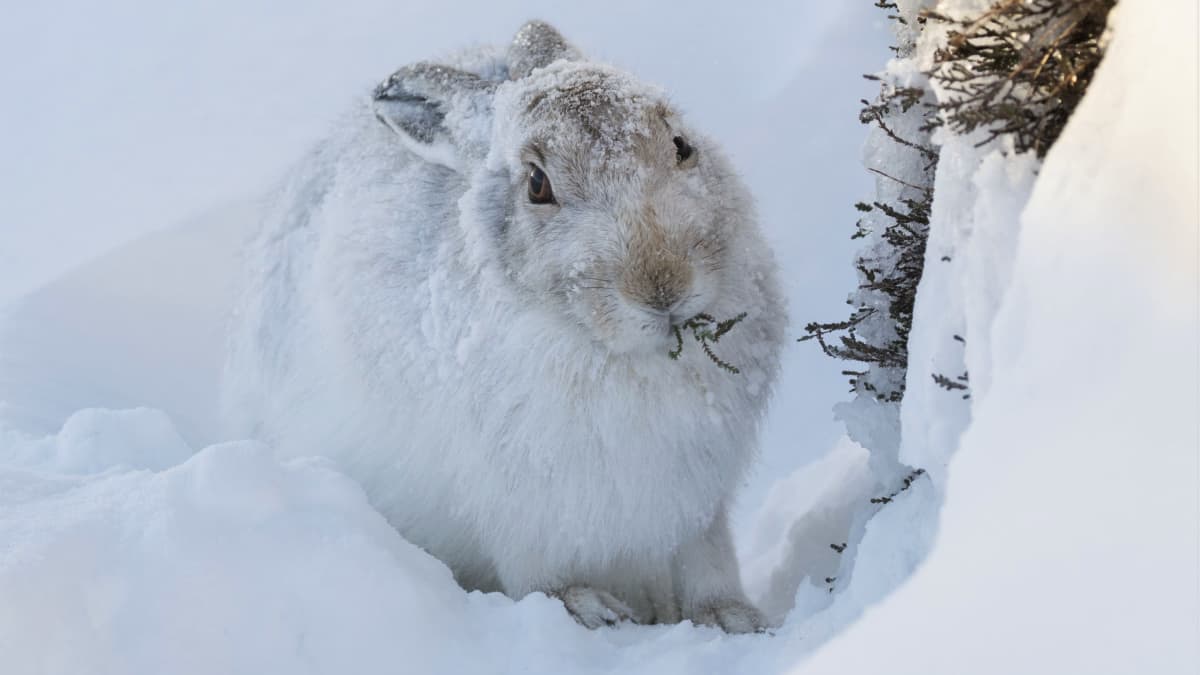 Valkoisessa talviturkissa metsäjänis syö kanervaa.