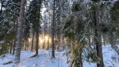 Solsken som syns genom en gles snöig skog. Många av träden är granar.