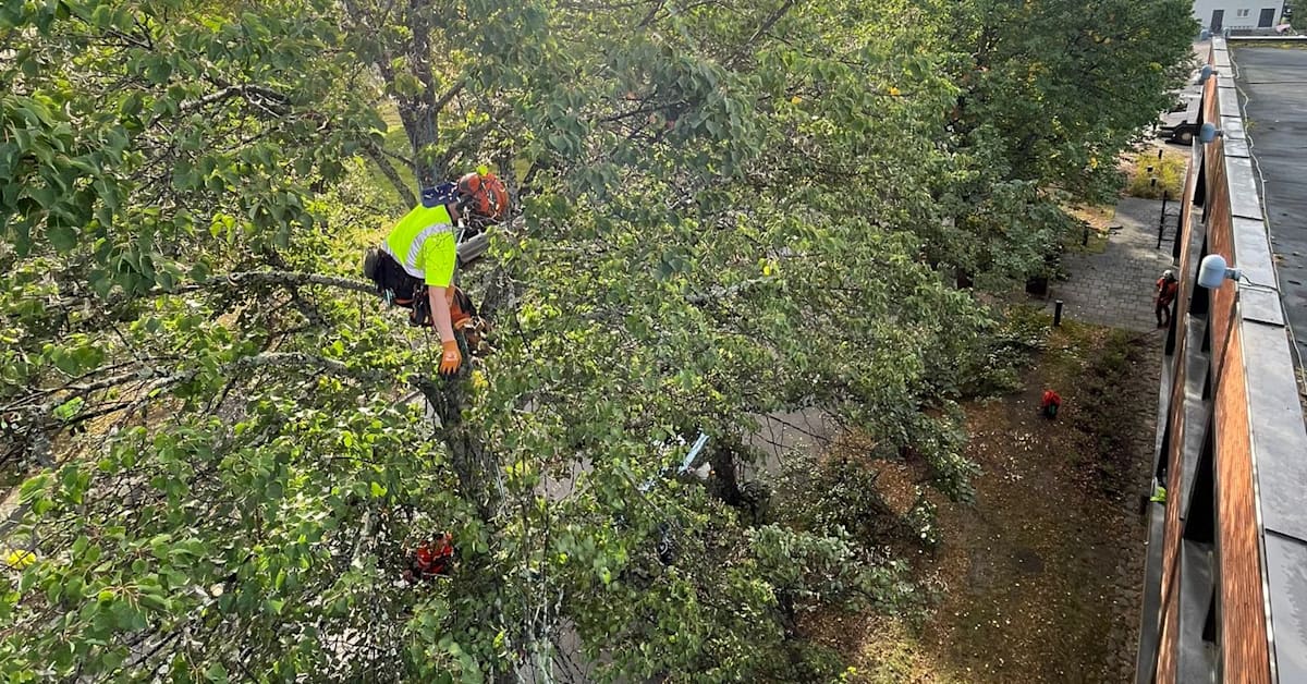 Parikkalan kylänraittia ajaa niin iso erikoiskuljetus, että 200 lehmusta piti parturoida sen tieltä | Etelä-Karjala