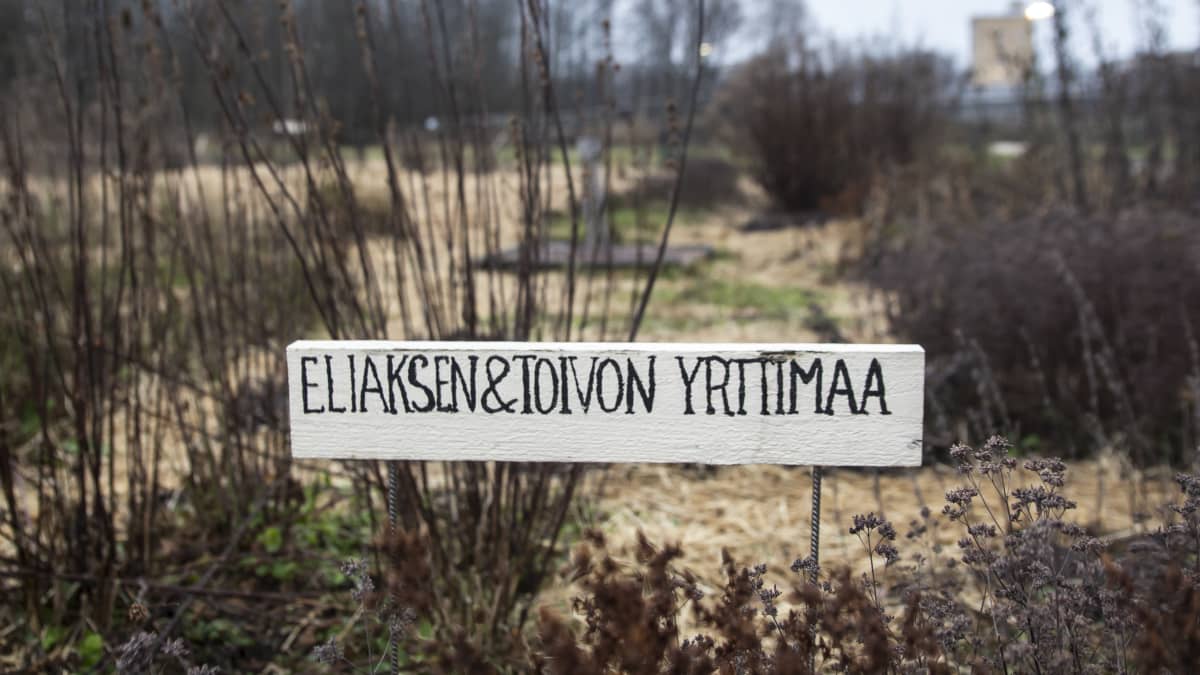 Eliaksen & Toivon yrttimaa Annalan huvilan puutarhapalstoilla