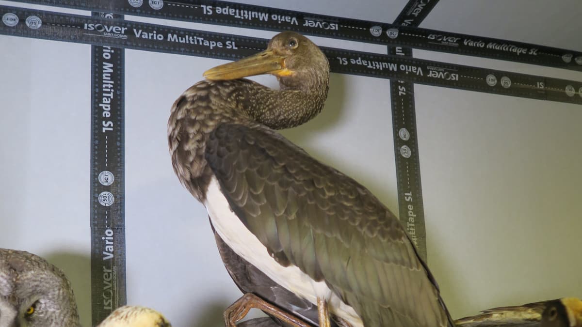 Lapin maakuntamuseon lintukokoelman täytetty mustahaikara
