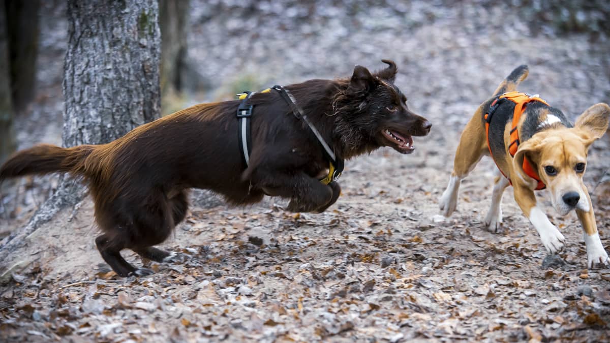 Kaksi koiraa juoksee koirapuistossa.