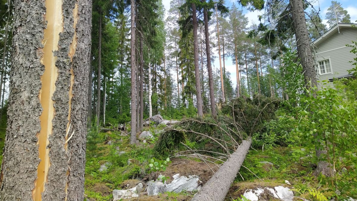 Omakotialueella kaatunut iso mänty Vieno-myrskyssä Kuopiossa