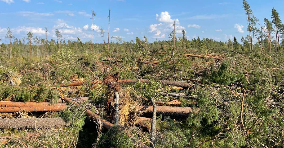 Myrsky teki suurta tuhoa Kuhmossa, puuta on kaatunut satojen metrien ...