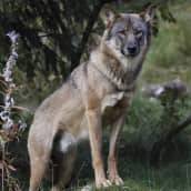 Susi seisoo etutassut kivellä.