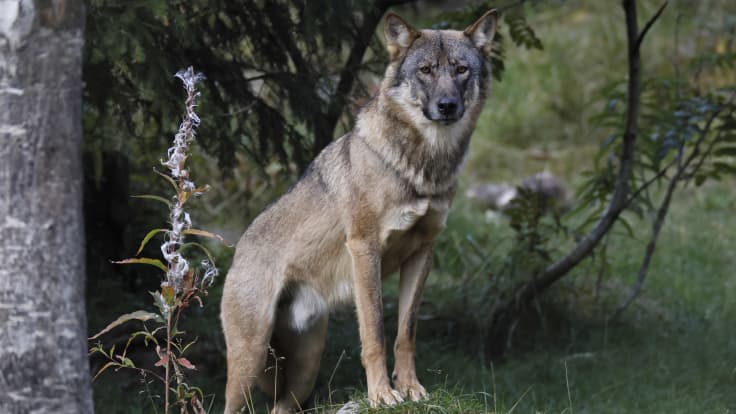 Susi seisoo etutassut kivellä.