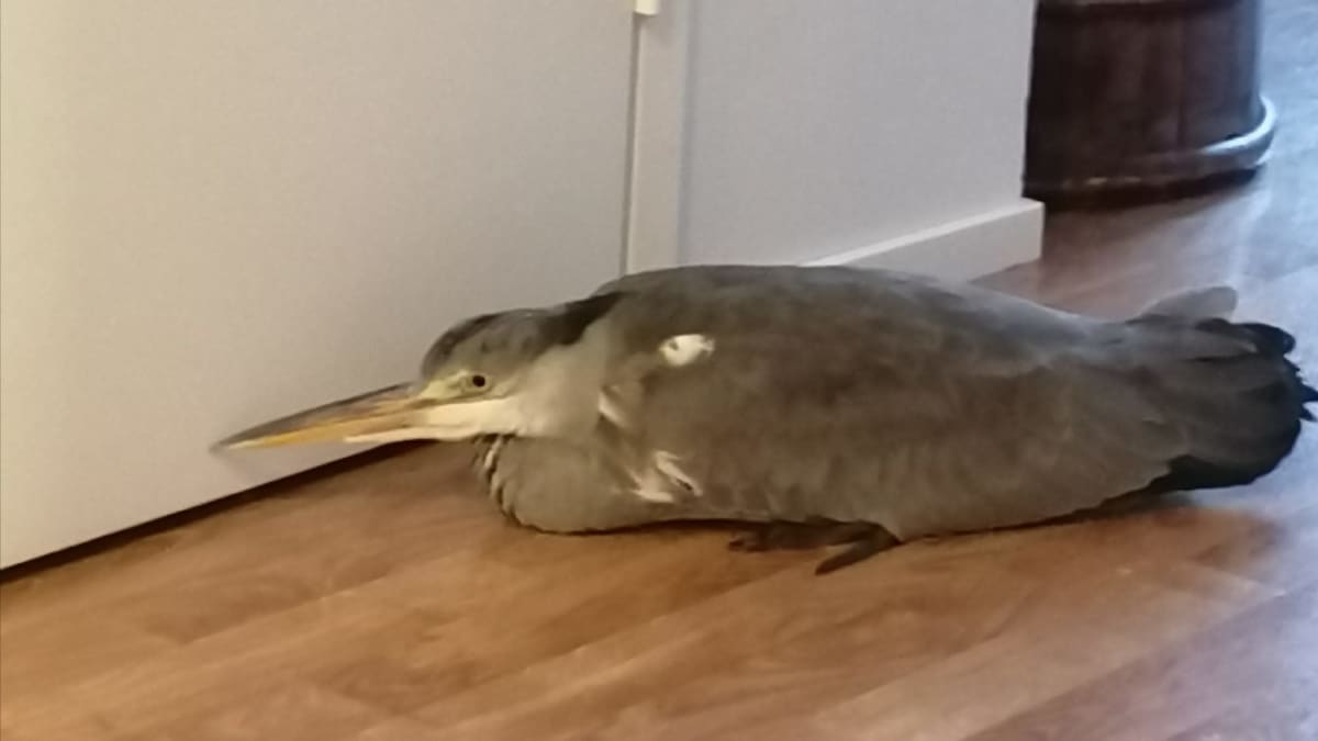 Harmaahaikara lennähti sisään Espoolaisen Leena Selinin kotiin. Kuvassa lintu istuu eteisen käytävällä.