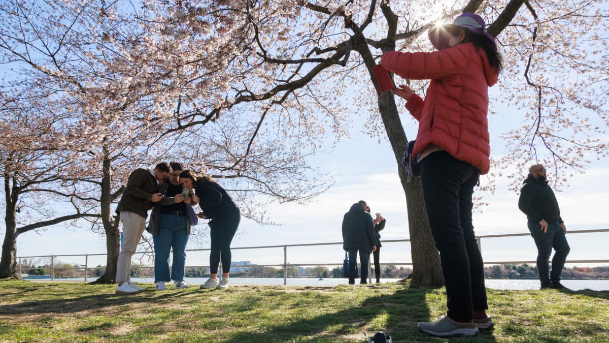 Ihmisiä ottamassa kuvia kirsikankukista Tidal Basin -puistossa Washingtonissa.