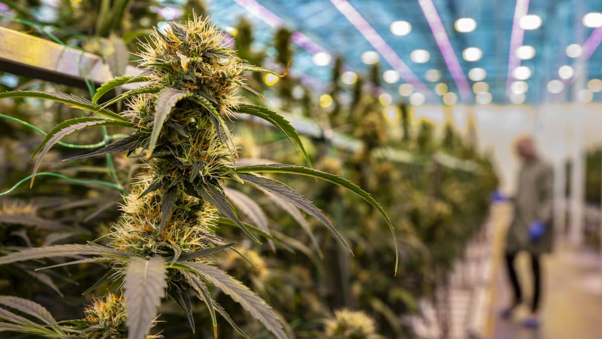 Kannabiskukkia Aurora Nordicilla Tanskassa