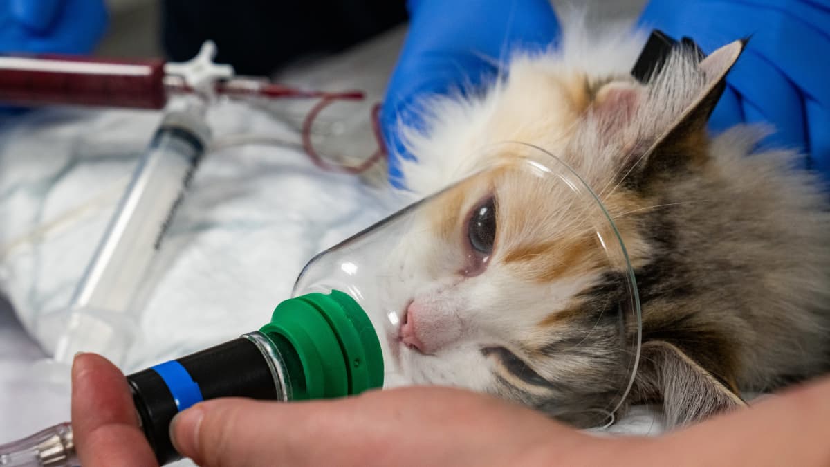Kissa luovuttaa verta eläinsairaalassa.