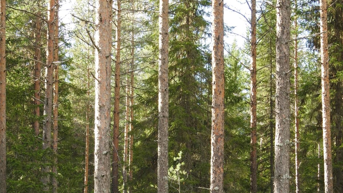 Suomalaista metsää.