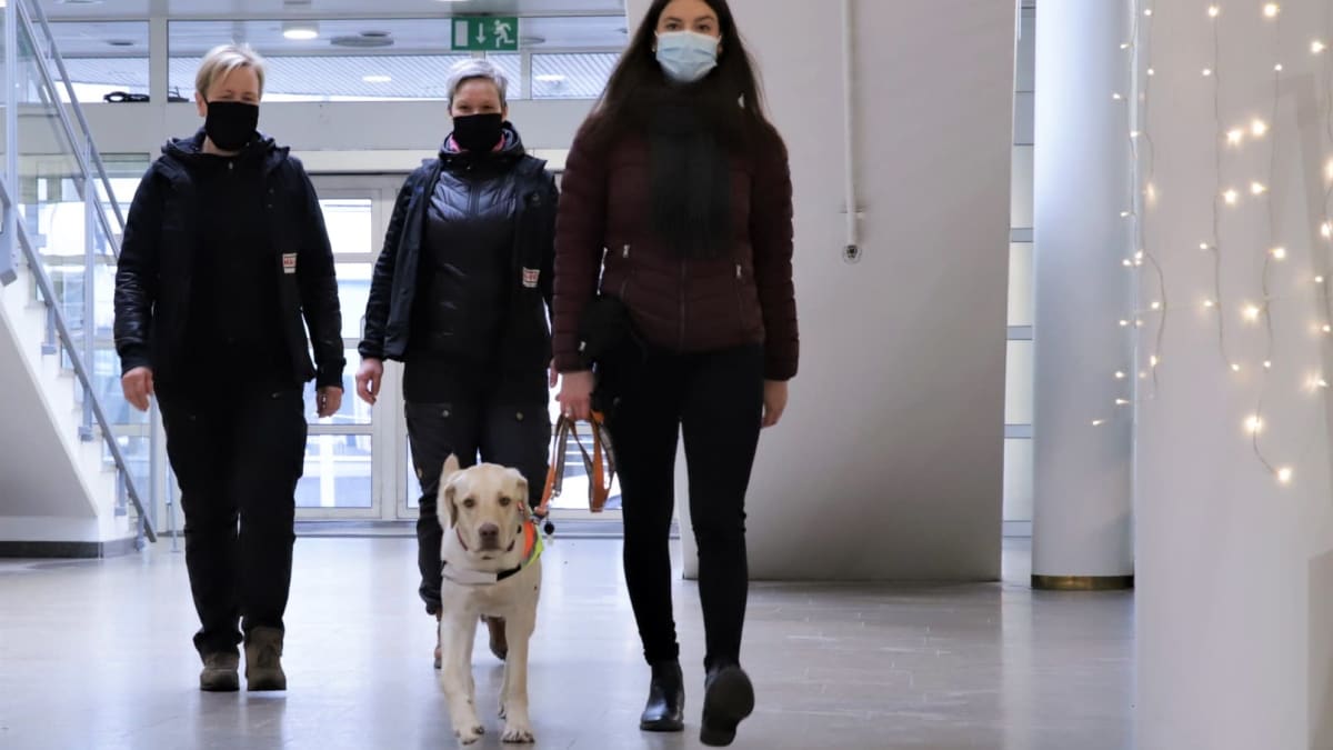 Opaskoiraksi Koulutettavia Koiria Totutetaan Kaikkeen Outoon Ja Yllattavaan Pienesta Pitaen Hoitoperheella On Pennun Kasvamisessa Tarkea Osansa