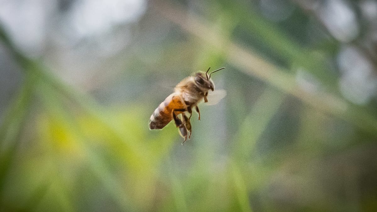 Mehiläinen lentää.