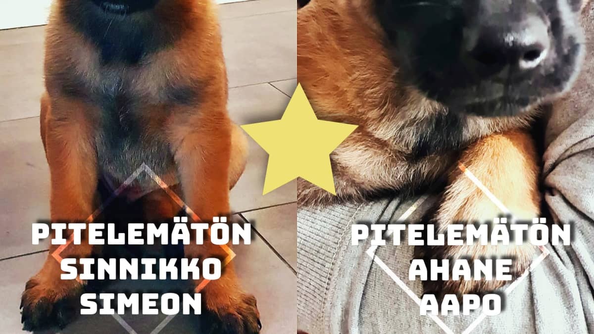 Kaksi Hämeen poliisin koiranpentua joista tulee poliisikoiria.