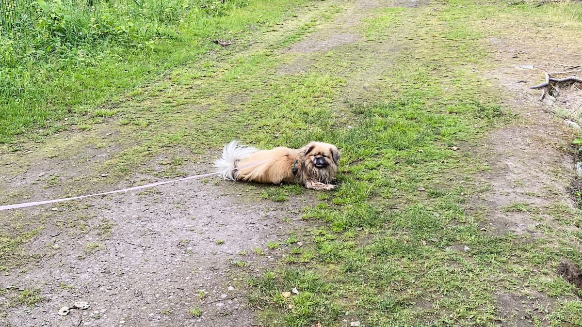 Sulo-koira makoilee nurmikolla.