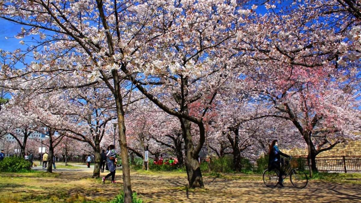 Kirsikkapuita kukkii Japanissa