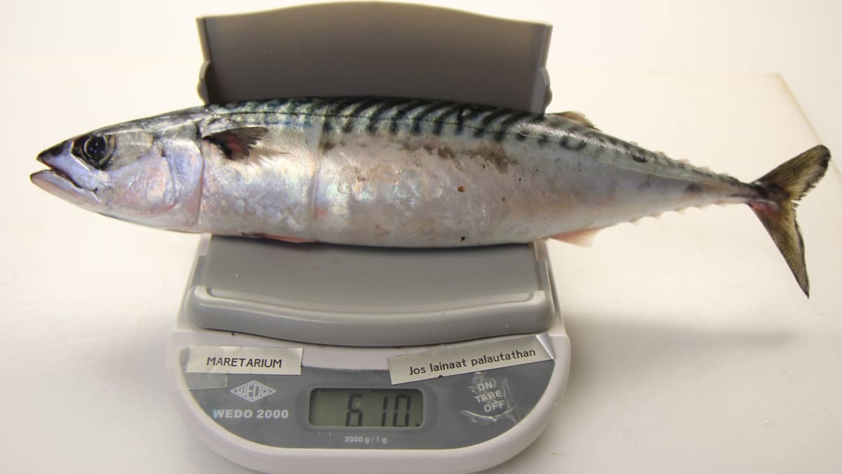 Suomen ennätyskokoinen makrilli vaa'alla: 610 grammaa ja 40 cm. Kala tarttui verkkoon Kotkan Santalahdessa.