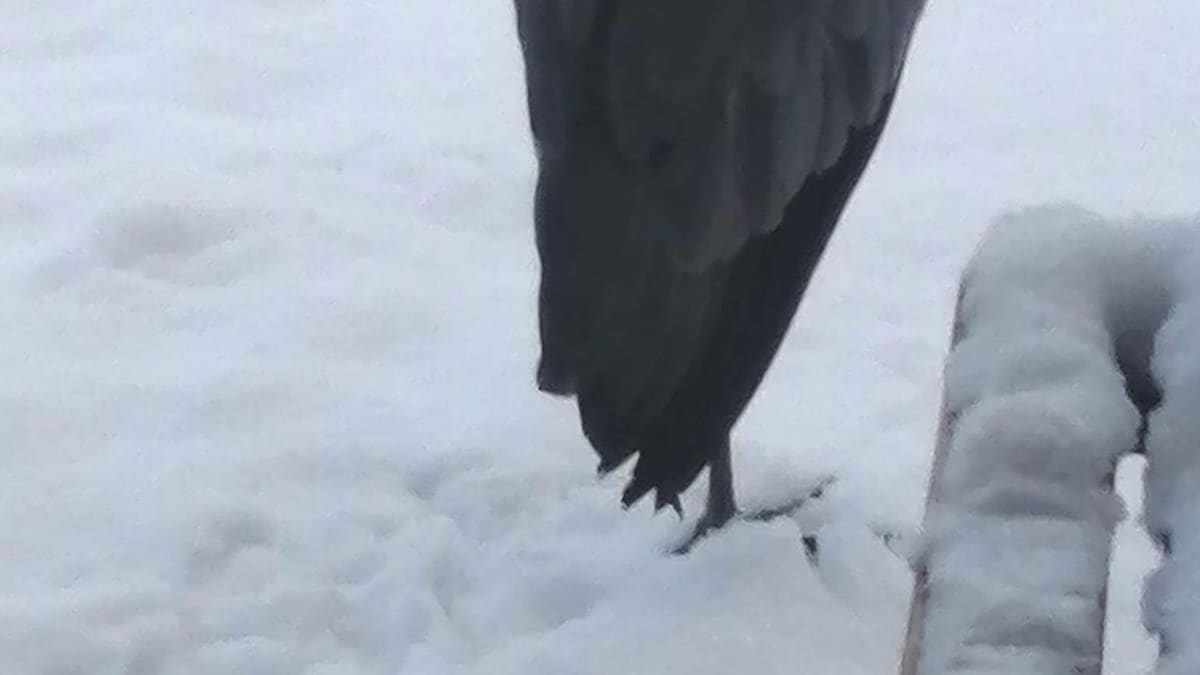 Harmaahaikara seisoo selkä kameraan päin lumihangessa.