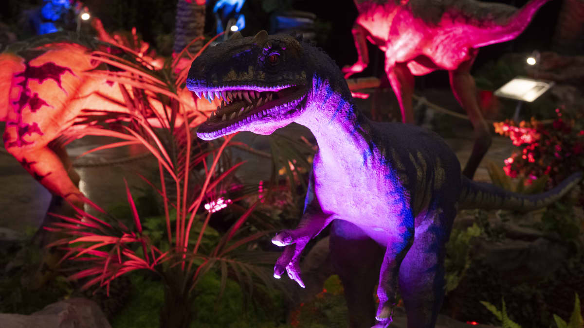 Dinosauria-näyttelyssä violetilla valolla valaistu dinosaurushahmo.
