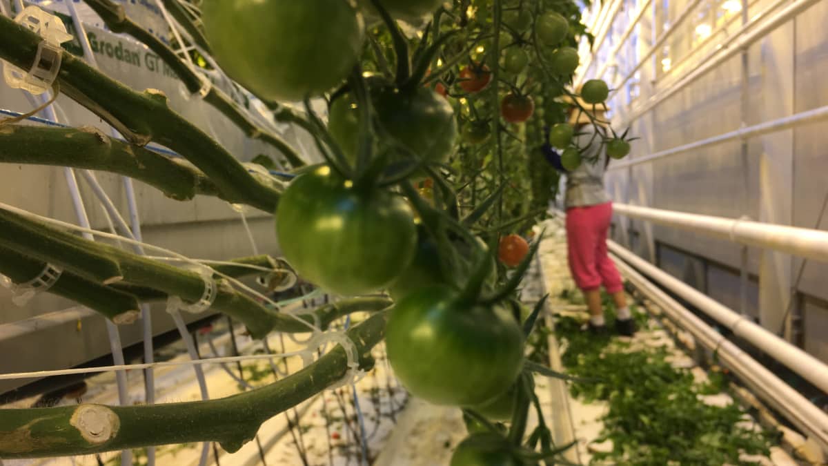 Tomaatinviljelyä Närpiössä