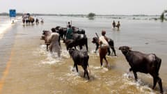 Karjaa siirretään veden peittämän moottoritien yli Dadun piirikunnassa, Sindhin maakunnassa 30.8.2022.