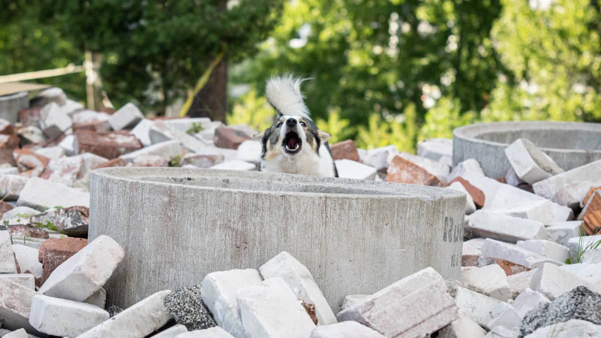 koira haukkuu betonisen kaivonrenkaan takana