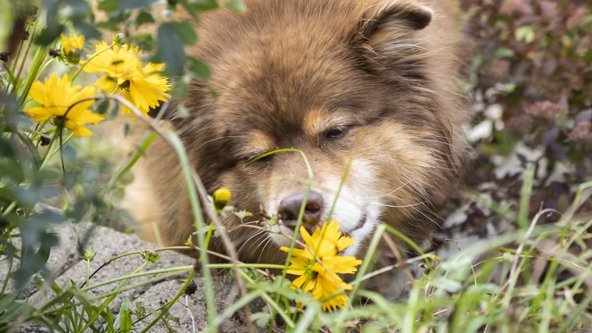 Koira nuuhkii kukkaa. 