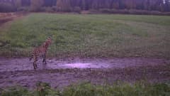 Keltamustalaikukas kissaeläin vihreän, vettyneen pellon edustalla. Riistakameran kuva.