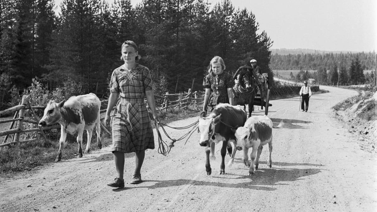 Äiti ja tytär taluttavat lehmää ja vasikkaa evakkotiellä. Taustalla ajaa mies hevoskärryllä ja toinen kävelee hiekkatiellä.