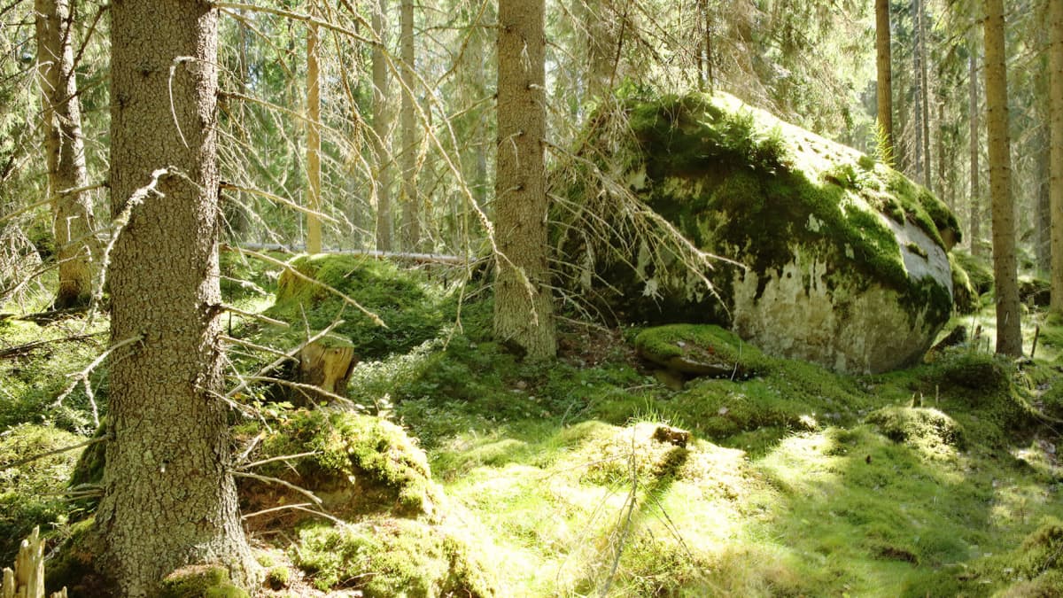 Tiitiäisen metsä 