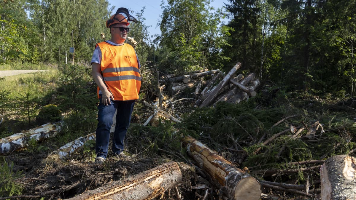 ARI OLLIKAINEN, metsänomistaja, Tuusniemeltä, katsomassa kaadettuja puita