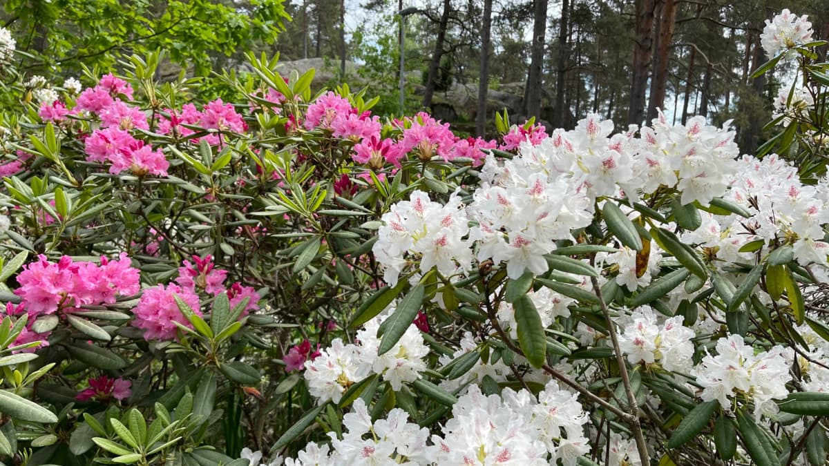 Valkoisia ja pinkkejä alppiruusupuskia