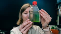 Tutkijatohtori Pauliina Salmi katsoo pulloon jossa on vihreää levää. 
