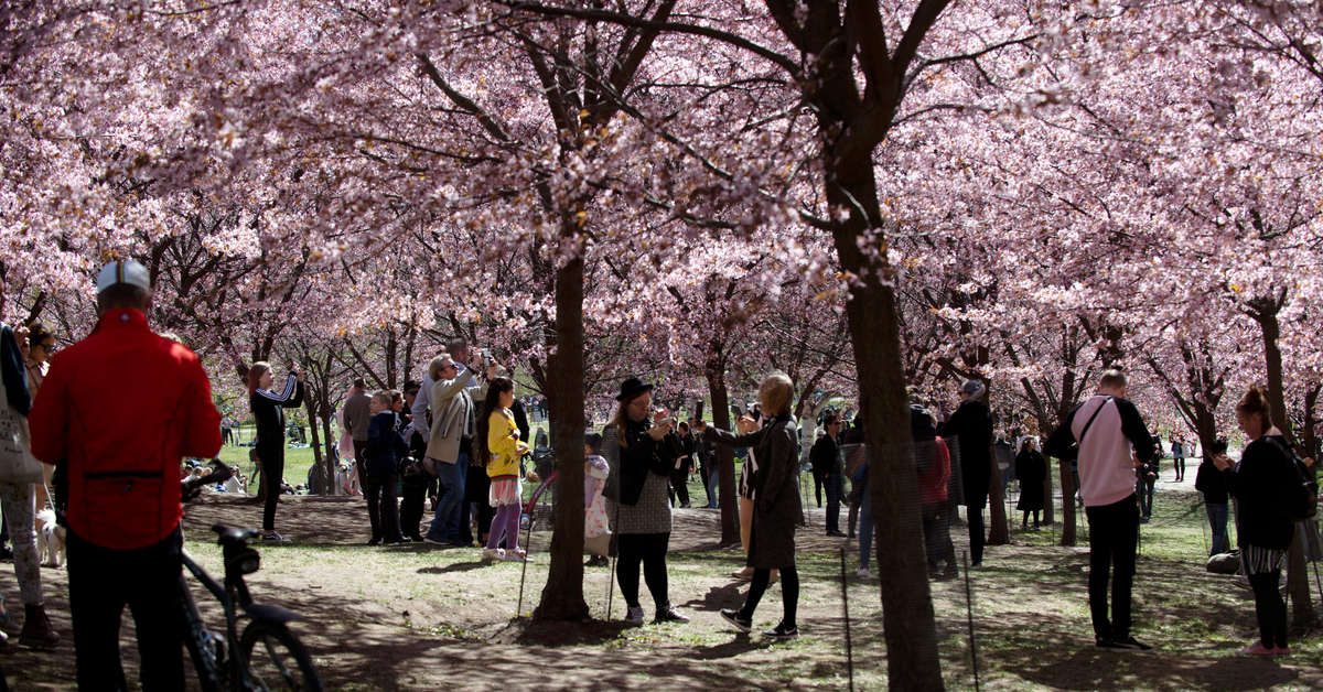 Helsinki Hanami trees damaged by aggressive over-pruning | Yle News | Yle