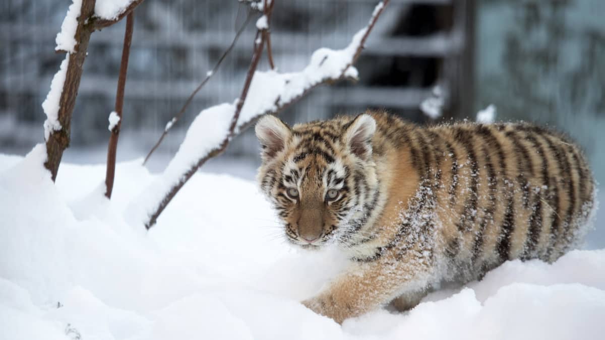 Yksi Korkeasaaren tiikerinpennuista on kuollut | Yle Uutiset