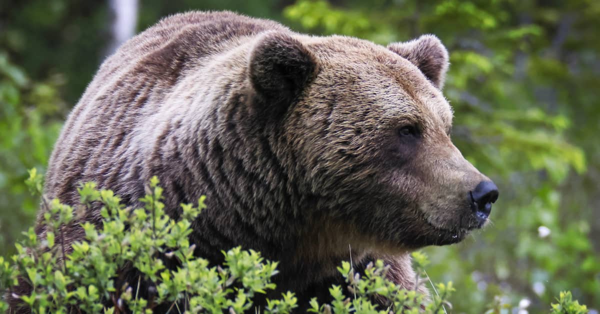 Ведмедів тепер можна частіше зустріти в містах – вони звикають не ...
