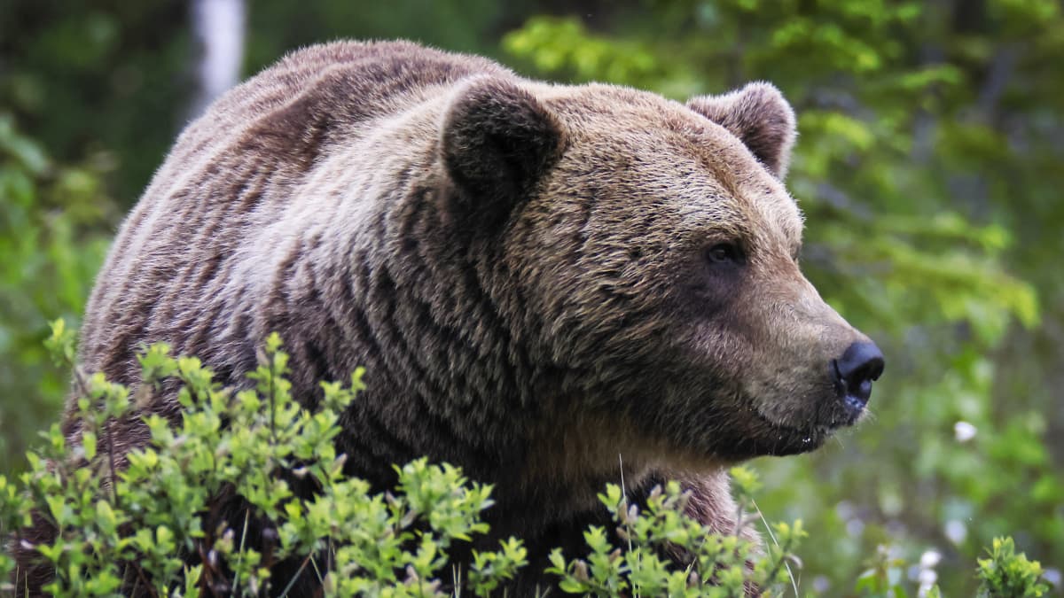 Närbild av en björn i skogen.