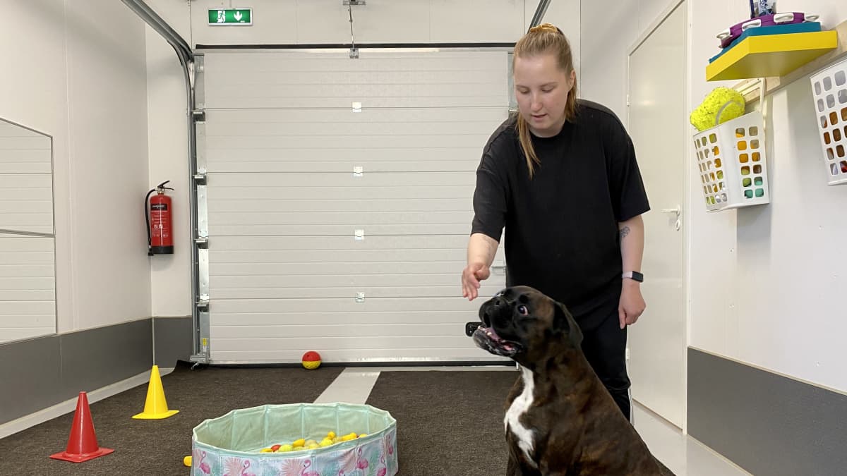 Nainen kouluttaa koiraa sisätiloissa. Koira istuu naisen edessä, ja koiran edessä on leluja.