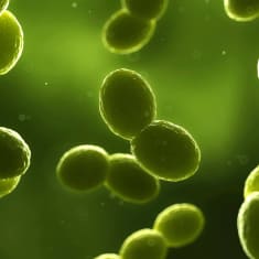 En illustrerad bild av streptokocker, grön bakgrund med maskliknande långa bakterier.
