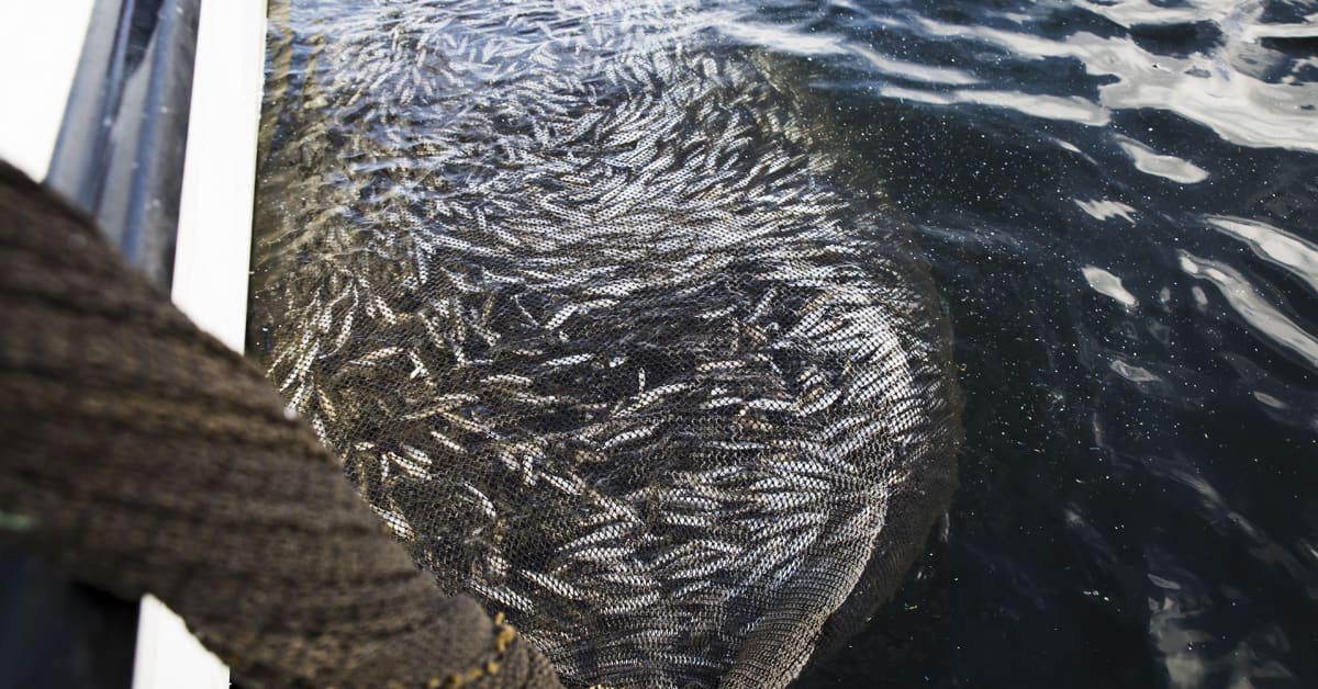 Strömmingen simmar mot nya vatten – en varmare och mindre salt Östersjö ...