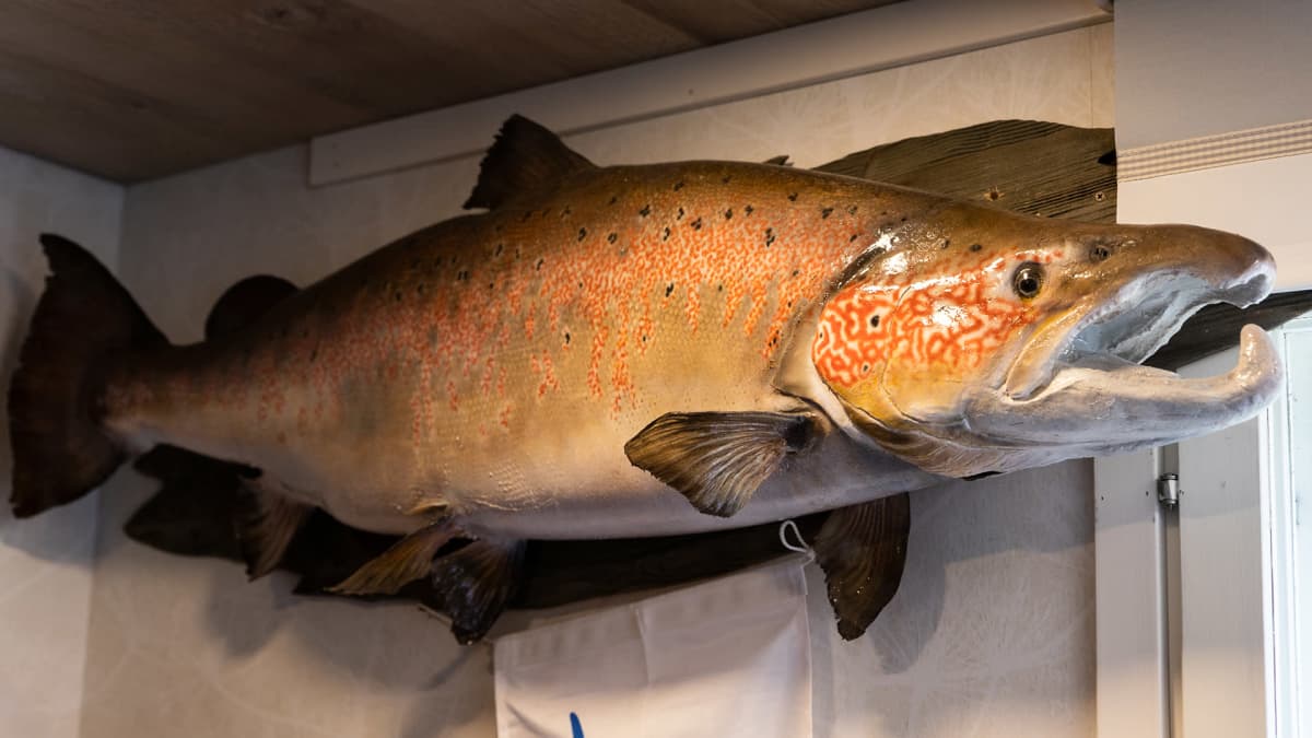Täytetty 24,3 kilon Tenon lohi kalamajan seinällä.