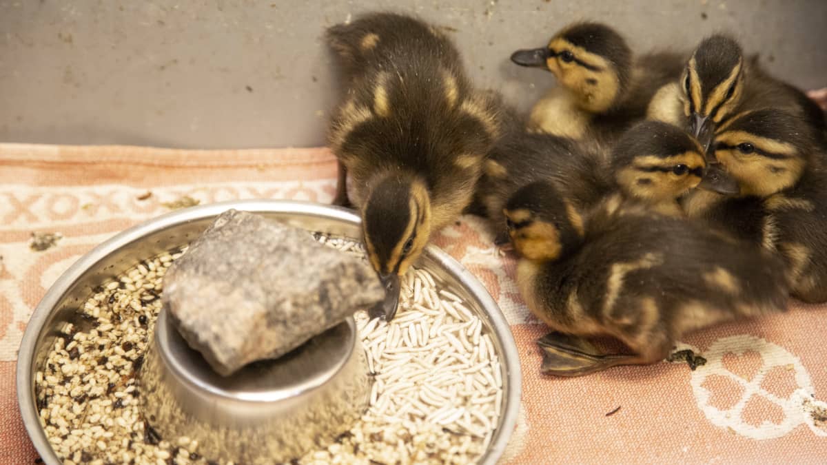 Korkeasaaren villieläinsairaalan sorsanpoikasia