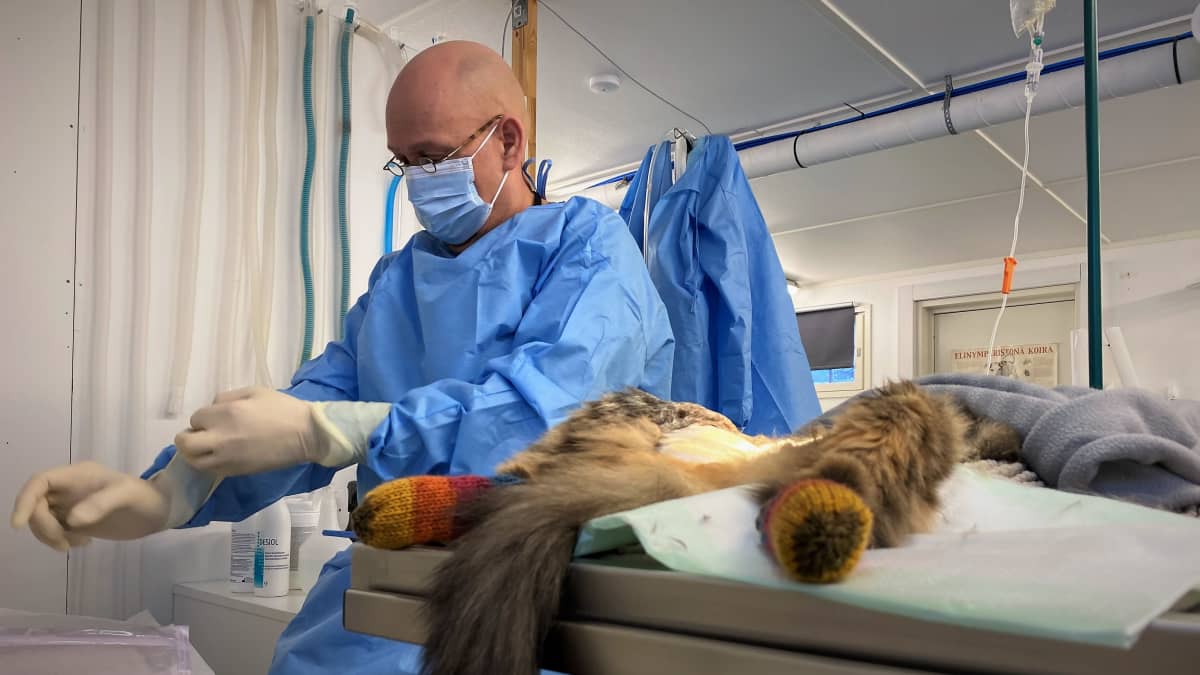 Kissa eläinlääkäri Sami Takalan leikkauslöydällä.